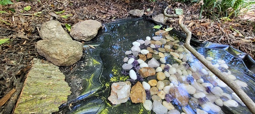 Box Turtle Oasis