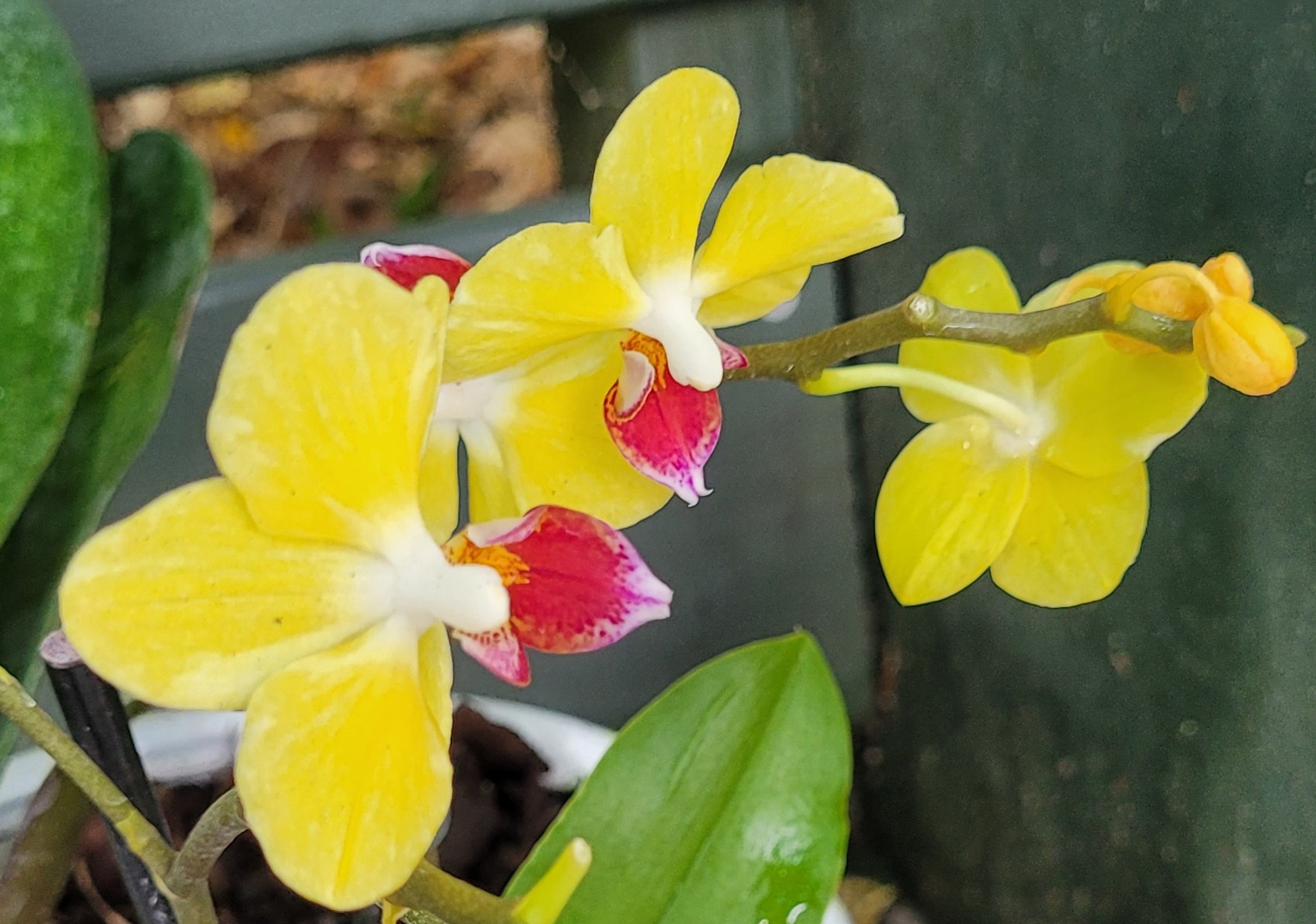 Edible Flowers