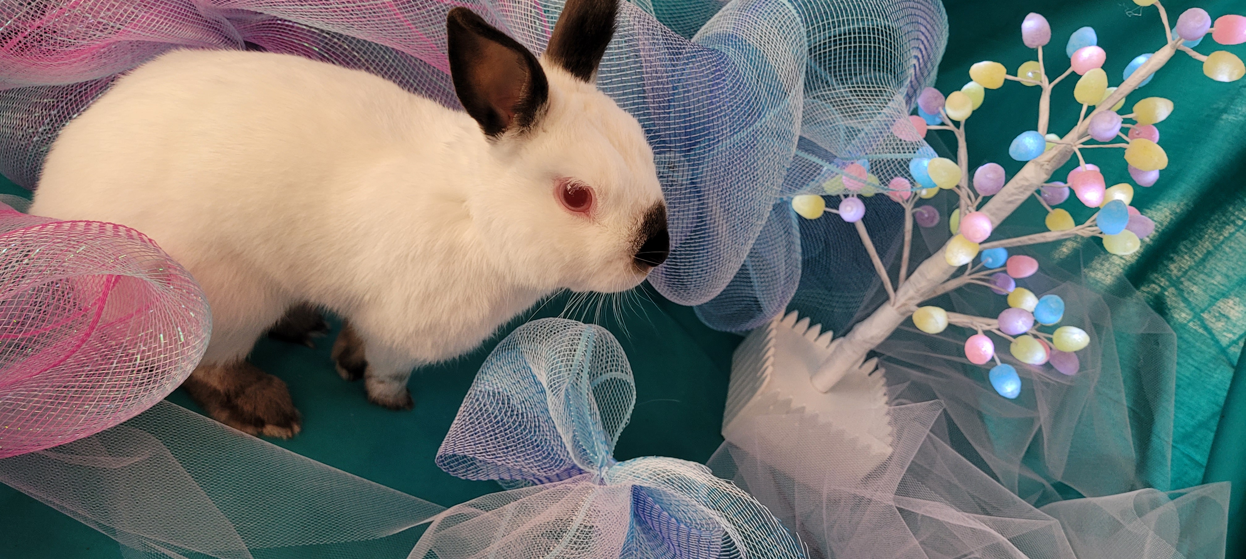 Benjamin Bun