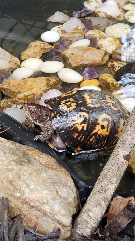 a box turtle enjoying our backyard box turtle oasis of epic happiness