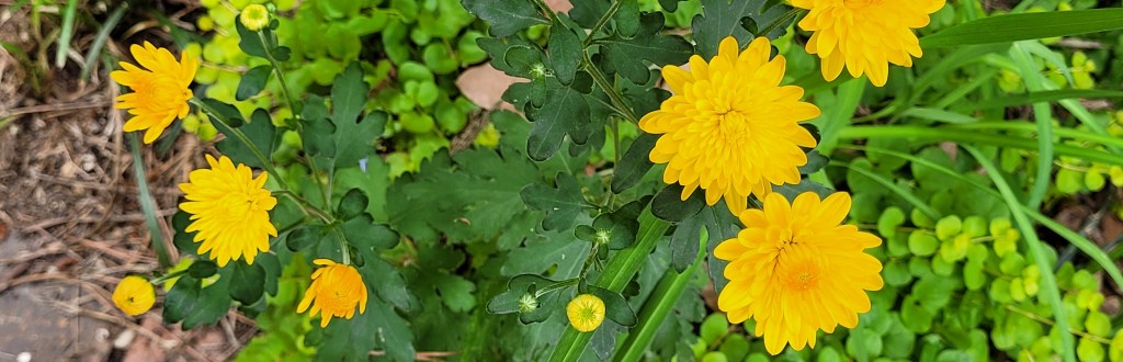 Ode to the Edible Flower